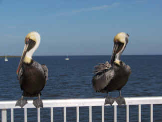 Pelicans, Cedar Key, FL