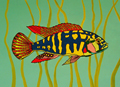 Tropical Fish 2 (SM)