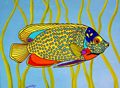 Tropical Fish 3 (SM)