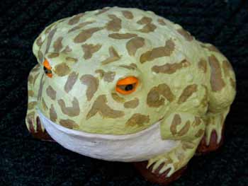 Toad Frog 1