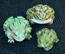 Three Toad Frogs