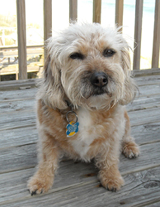 Willie at the beach